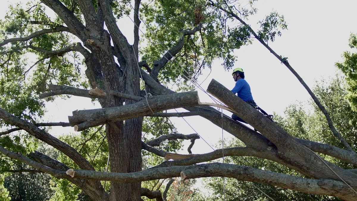 Professional Crown Thinning performed by certified arborists in Warnerville