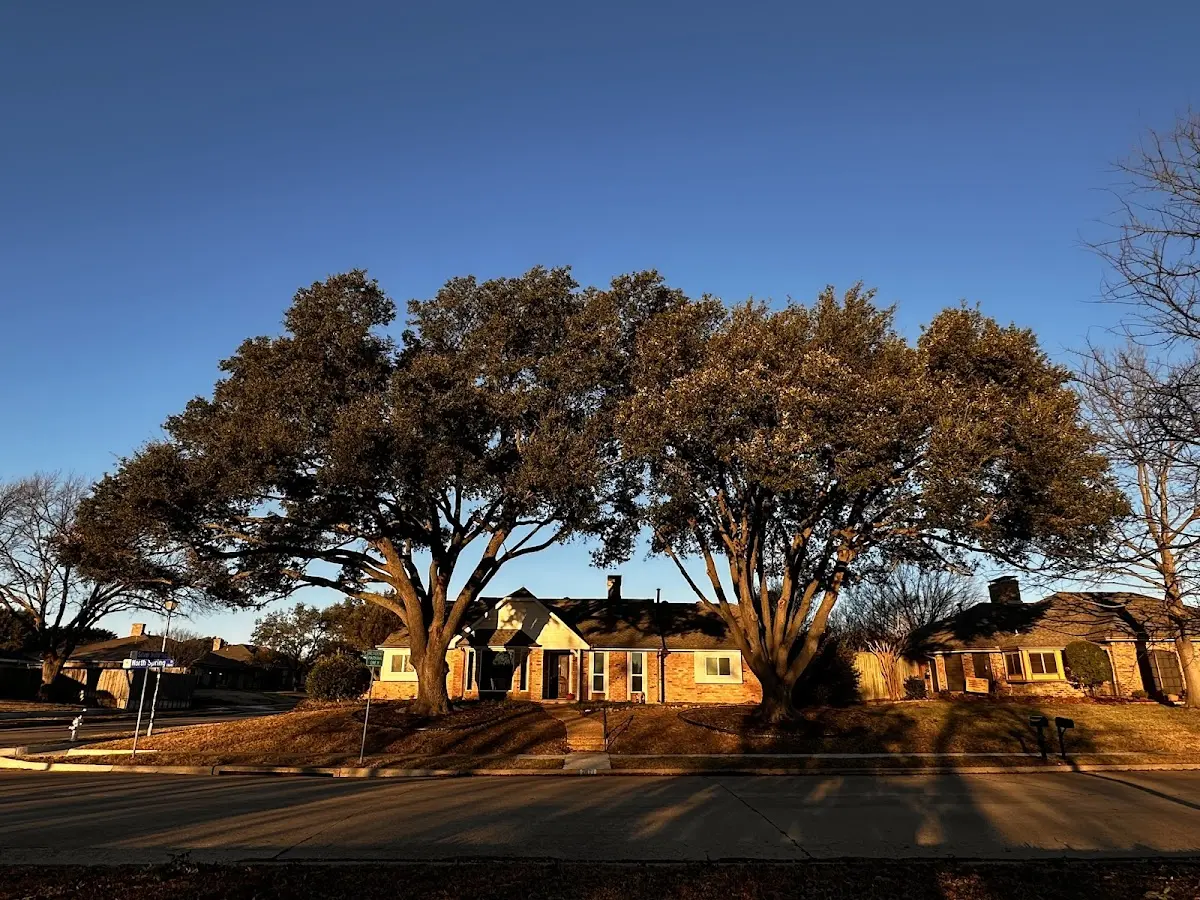 Established residential canopy tree shading a home in Warnerville